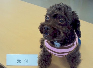 Our mascot dog "Cha-Cha".