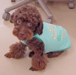 Our mascot dog "Cha-Cha".